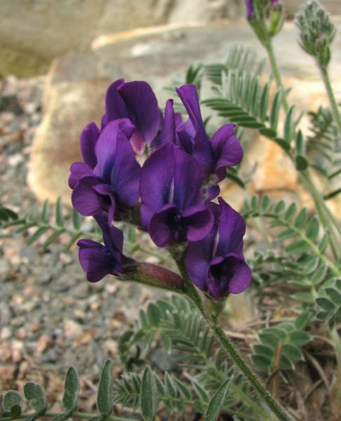 Oxytropis megalantha; photo by Todd Boland