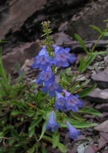 Penstemon albertinus