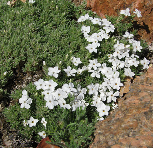 Phlox condensata; photo by Todd Boland