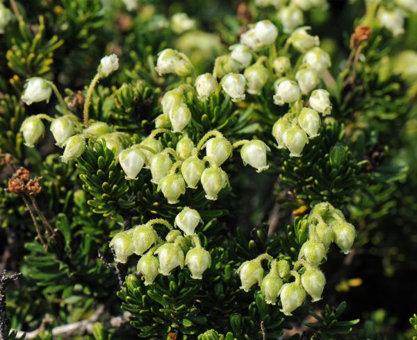 Phyllodoce glanduliflora