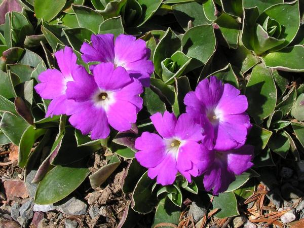 Primula glaucescens; photo by Todd Boland