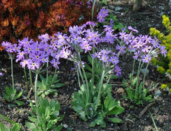 Primula halleri