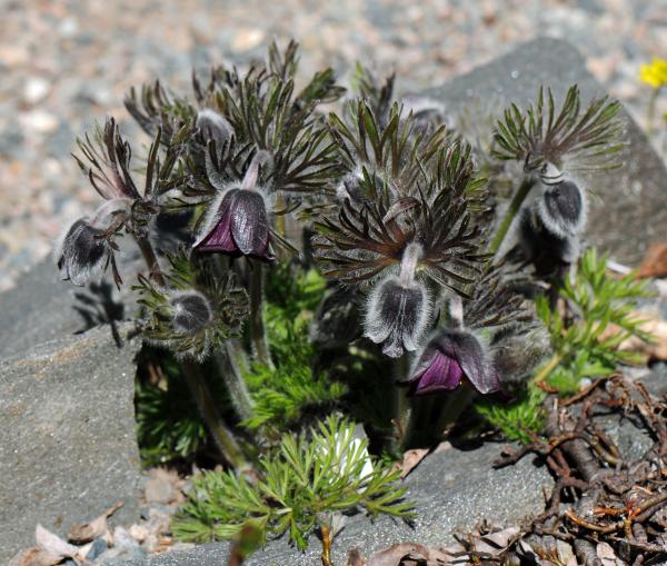 Pulsatilla pratensis 'Nigricans'