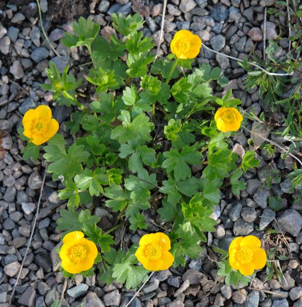 Ranunculus montanus; photo by Todd Boland