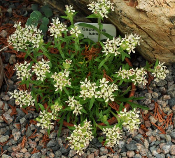 Saponaria lutea