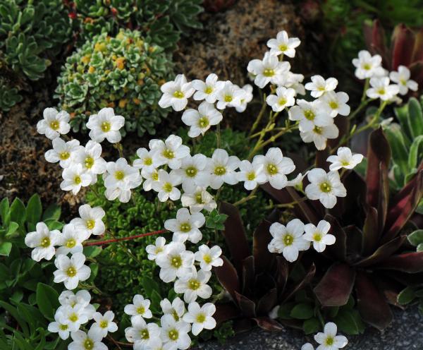 Saxifraga cebennensis