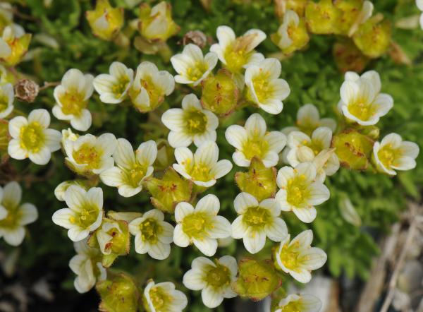 Saxifraga cespitosa