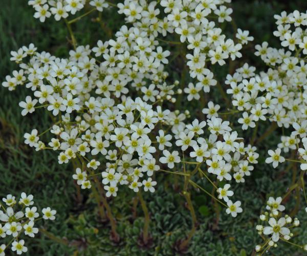 Saxifraga paniculata