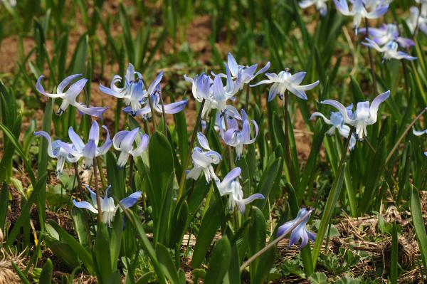 Scilla rosenii