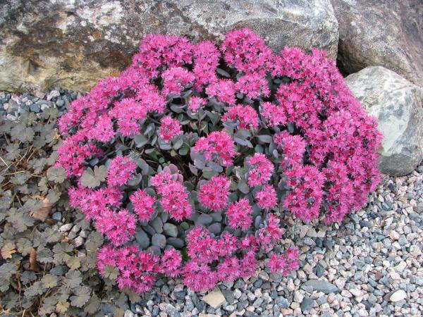 Sedum cauticola; photo by Todd Boland