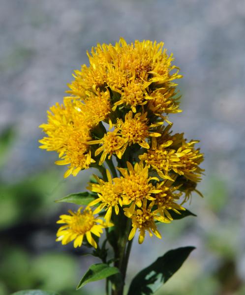 Solidago multiradiata; photo by Todd Boland