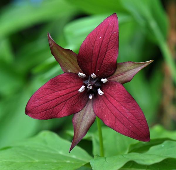 Trillium erectum