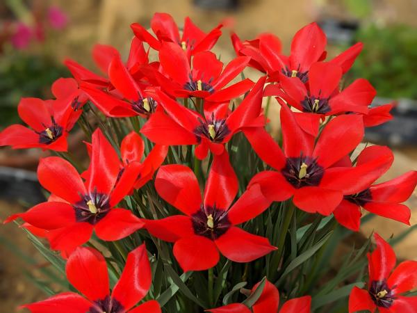 Tulipa linifolia 'Red Gem'