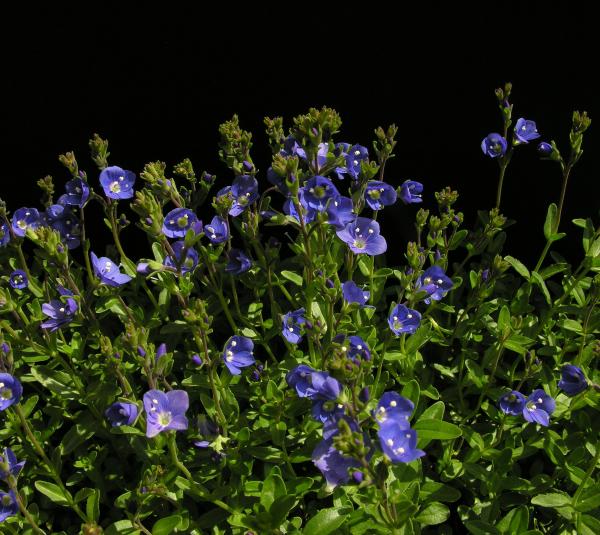 Veronica fruticans