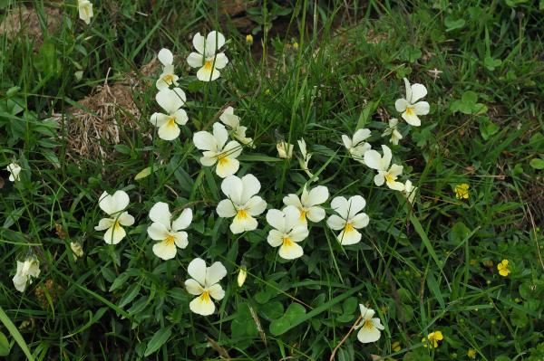 Viola lutea