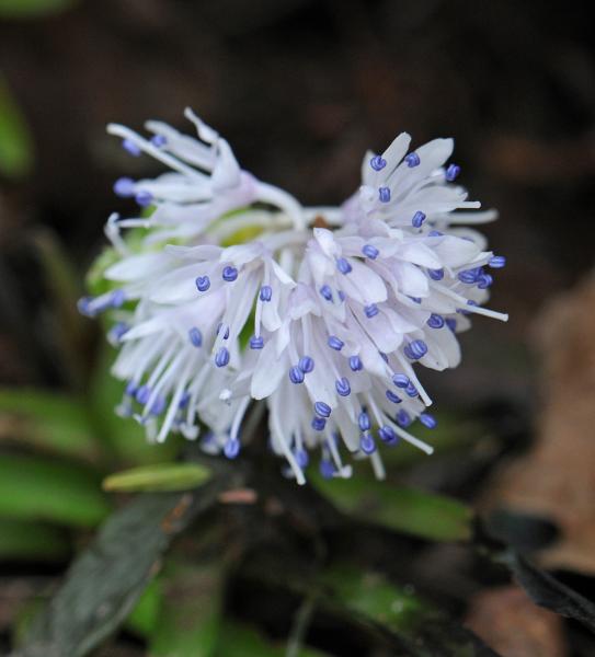 Ypsilandra thibetica