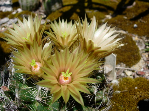 E. missouriensis, photo by John Weiser