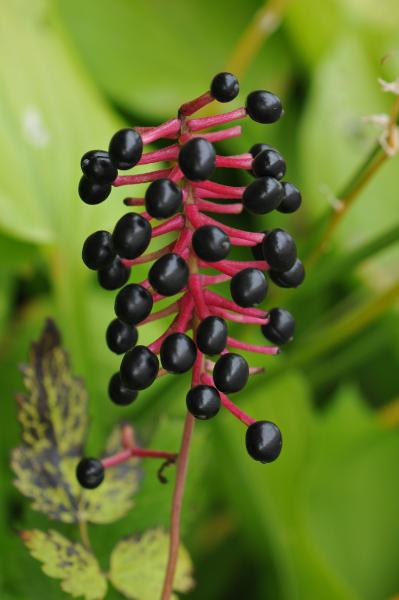 Actaea asiatica