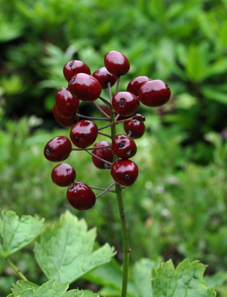 Actaea rubra