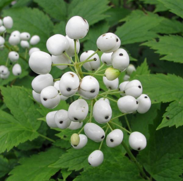 Actaea rubra var. neglecta