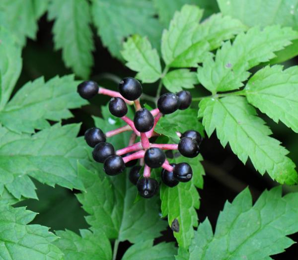 Actaea spicata