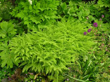 Adiantum aleuticum, photo by Todd Boland