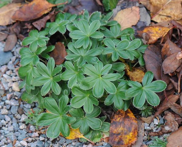 Alchemilla alpina