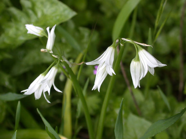 Allium triquetrum | North American Rock Garden Society