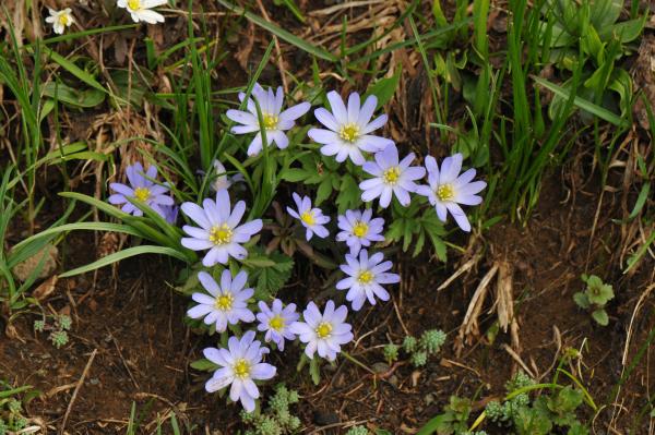 Anemone caucasica