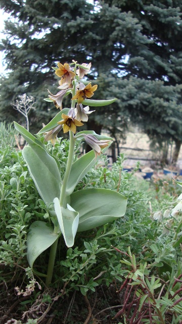 Fritillaria sewerzowii