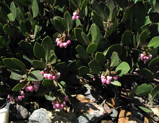 Arctostaphyllos 'Arroyo Cascade'