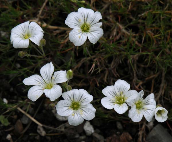 Arenaria laricifolia; photo by Todd Boland