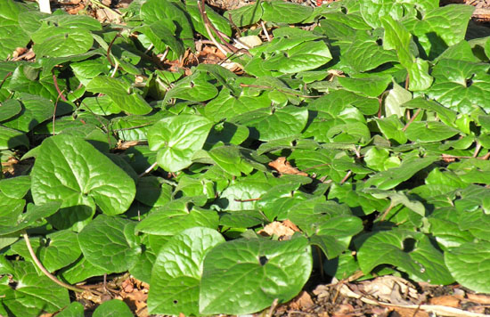 Asarum europaeum, photo by Todd Boland