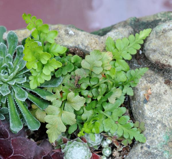 Asplenium adiantum-nigrum