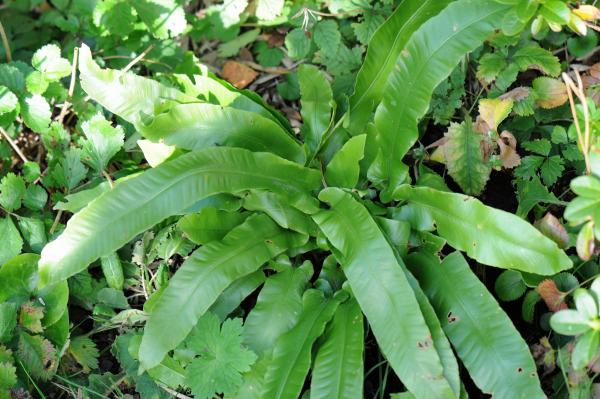 Asplenium scolopendrium