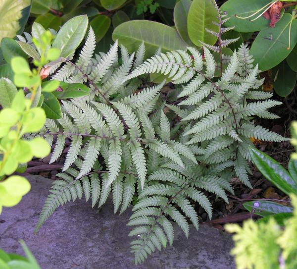 Athyrium 'Branford Beauty'