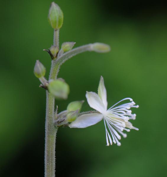 Beesia calthifolia