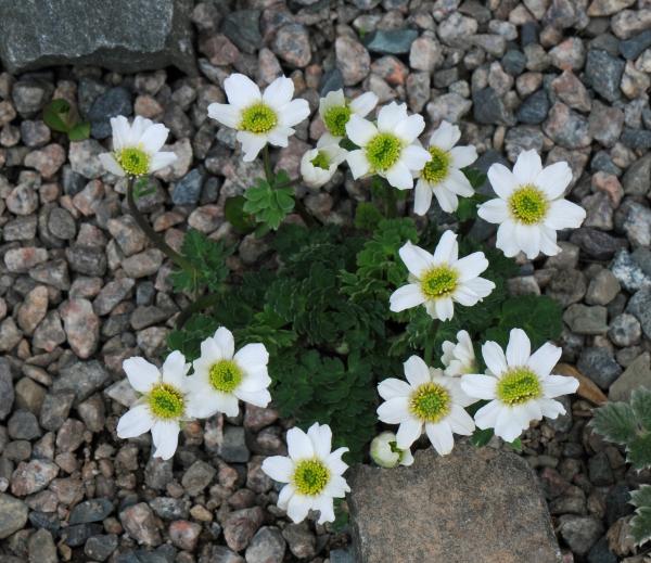 Callianthmum coriandrifolium