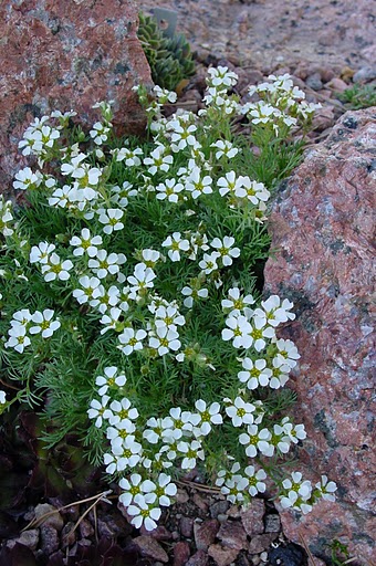 Growing in Denver; photo by Panayoti Kelaidis