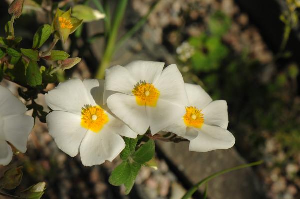 Cistus albanicus