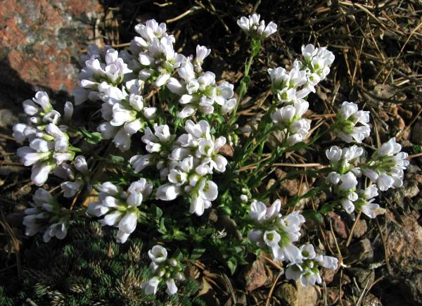 Coluteocarpus vesicaria