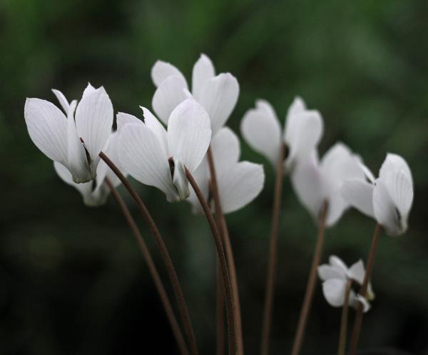 Cyclamen intaminatum