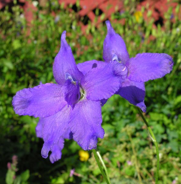 Delphinium pachycentrum: photo by Todd Boland