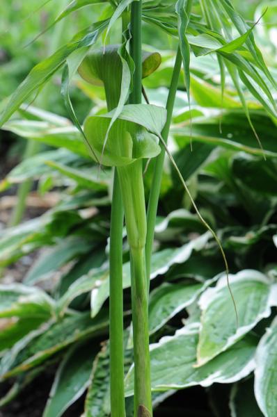 Arisaema consanguineum; photo by Todd Boland