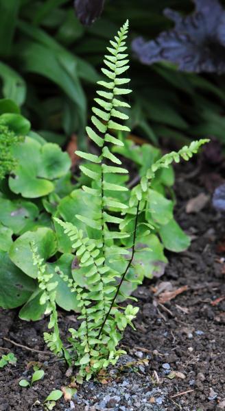 Asplenium platyneuron; photo by Todd Boland