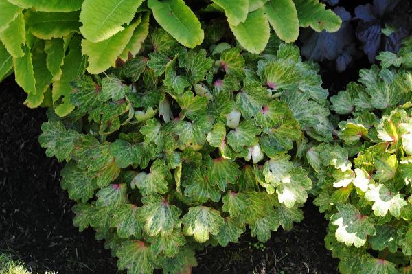 Mukdenia rossii 'Starstream'