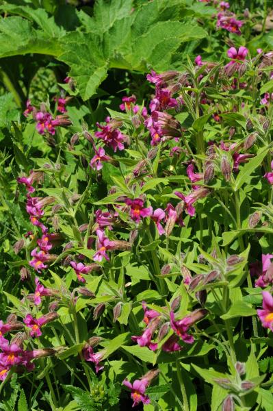 Mimulus lewisii