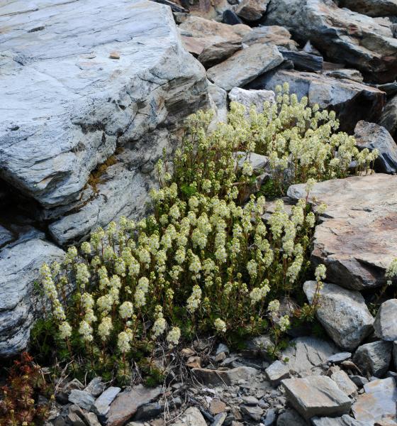 Luetkia pectinata