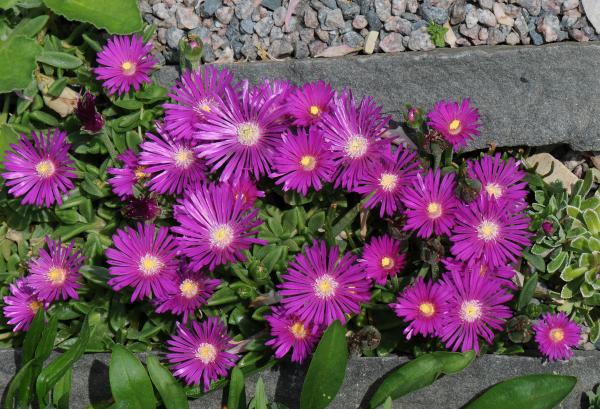 Delosperma 'John Proffitt'