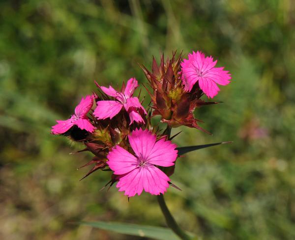 Dianthus cruentus